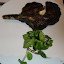 Press Market Cut Ribeye.JPG