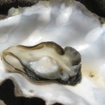 Tomales Bay Cooked Oyster